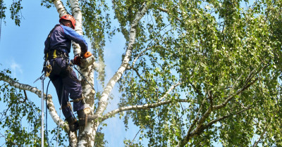 ARBORISTICKÉ PRÁCE – KÁCENÍ STROMŮ!