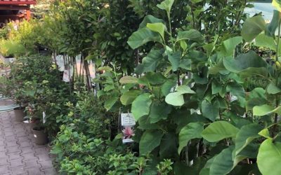 Hydrangea a Magnolia