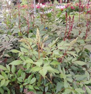 Astilbe