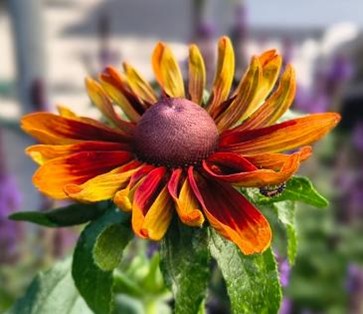 Přibyly nám letní krásky – Echinacea (třapatka), Gaura (svíčkovec), Leucanthemum (kopretina)…