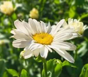 Leucanthemum