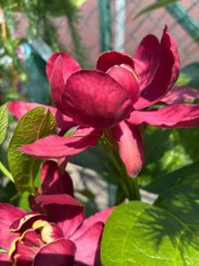 calycanthus