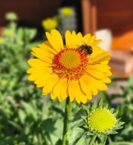 Gaillardia