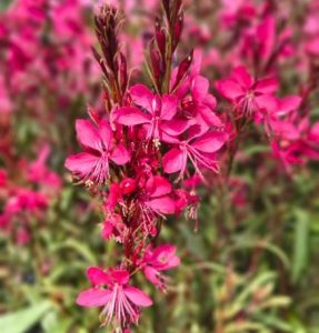 Gaura