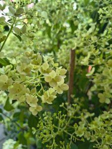 Hydrangea
