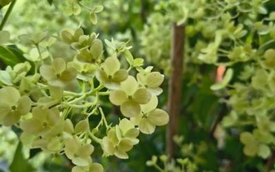 Hortenzie – velkolistá, latnatá, stromečkovitá, kterou si vybrat?