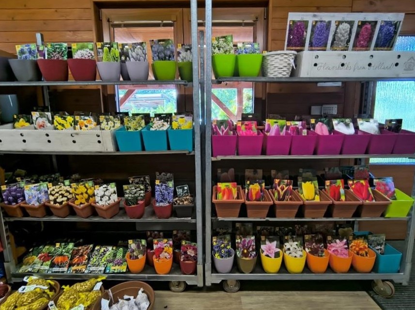 Okrasné cibuloviny, sadbový česnek, cibule sazečka a dýně