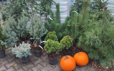 ANO, MŮŽETE SÁZET. 🌲🌷