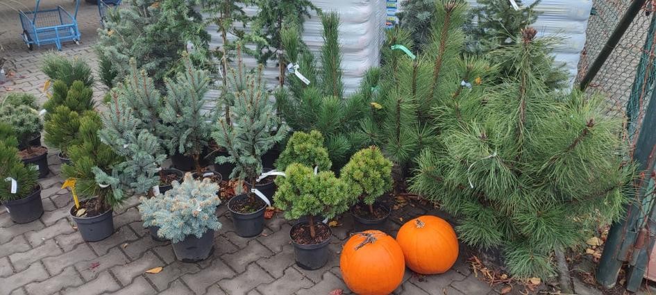 ANO, MŮŽETE SÁZET. 🌲🌳🌷