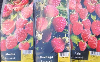 Maliny – prostokořenné i kontejnerované