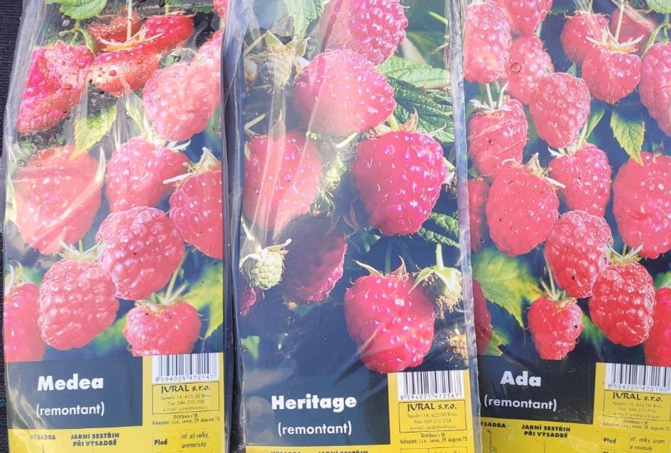 Maliny – prostokořenné i kontejnerované