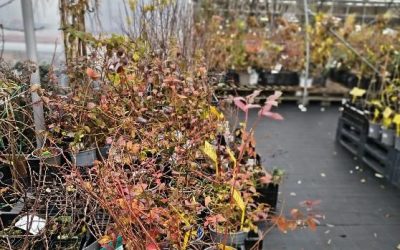 NEVÁHEJTE, SÁZEJTE! Podzim je nejlepší čas na sázení.