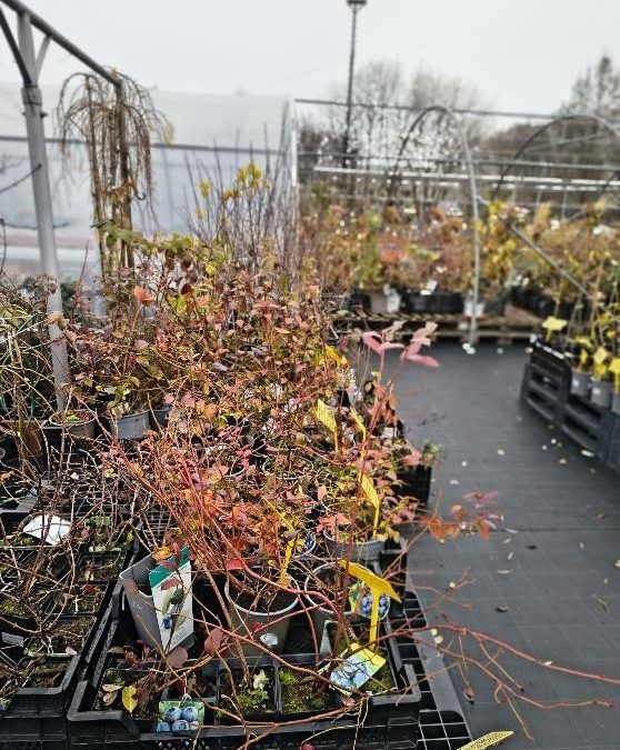 NEVÁHEJTE, SÁZEJTE! Podzim je nejlepší čas na sázení.