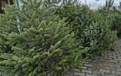 Řezané vánoční stromky v prodeji