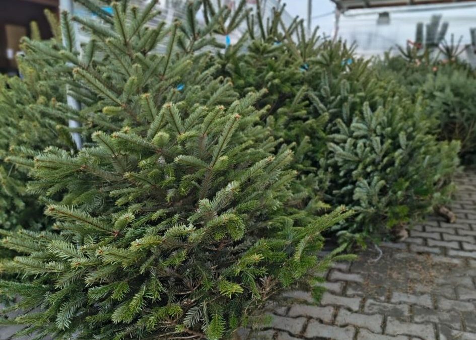 Řezané vánoční stromky v prodeji