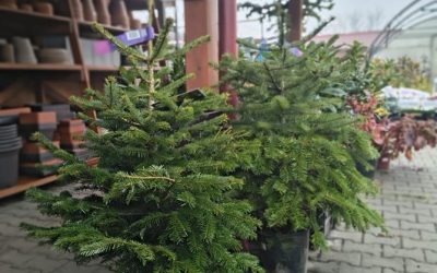 Stromeček, který s Vámi zůstane i po Vánocích 🎄