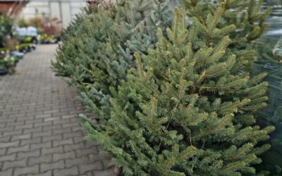 Vánoce se stromečkem od českého pěstitele