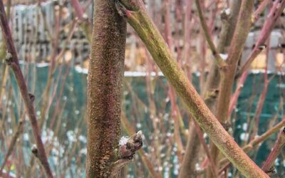 Kadeřavost broskvoní –  zničte houbu, aplikujte již brzy postřik!