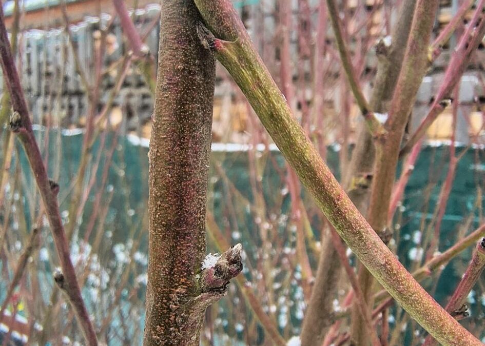 Kadeřavost broskvoní –  zničte houbu, aplikujte již brzy postřik!