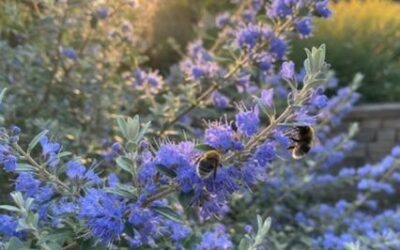 ŘEZ KEŘŮ PRO KRÁSU