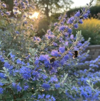 ŘEZ KEŘŮ PRO KRÁSU