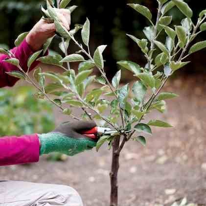 Zimní a jarní řez ovocných stromů! ✂️ Přijímáme objednávky!