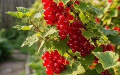 ŘEZ OVOCNÝCH KEŘŮ PRO BOHATOU ÚRODU