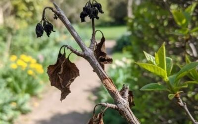 Proč řezat keře/ stromy ? Pro zdraví i pro krásu.