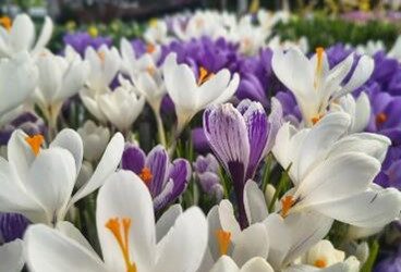 Zahradnictví v záplavě květů