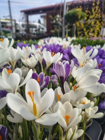 Zahradnictví v záplavě květů