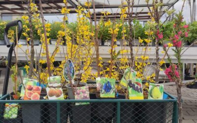 ZAKRSLÉ ODRŮDY ovocných stromů a keřů