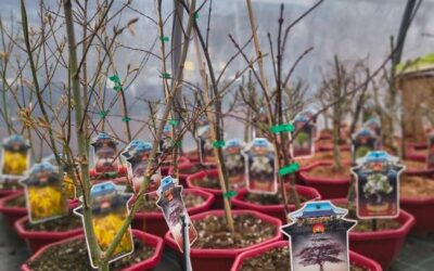 NOVÉ – rododendrony, azalky, magnólie, pivoňky, bonsaje