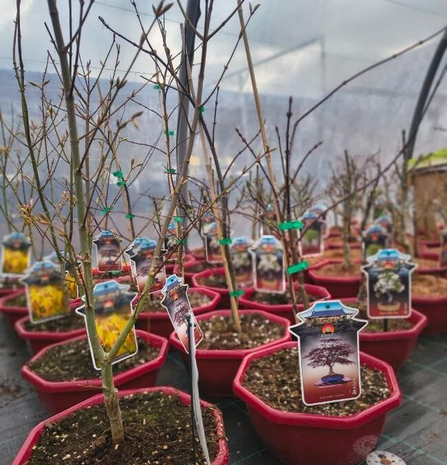 NOVÉ – rododendrony, azalky, magnólie, pivoňky, bonsaje