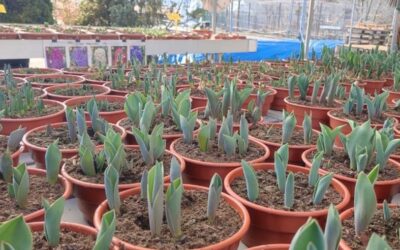 První přísady, bylinky, cibule sazečka, letničky, trvalky a cibuloviny