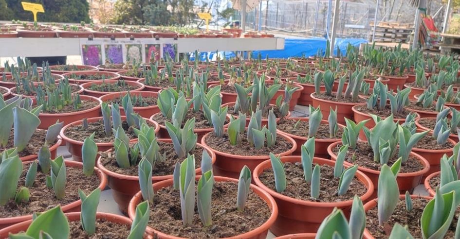 První přísady, bylinky, cibule sazečka, letničky, trvalky a cibuloviny