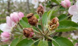 Květopas jabloňový = nebezpečí pro úrodu jabloní