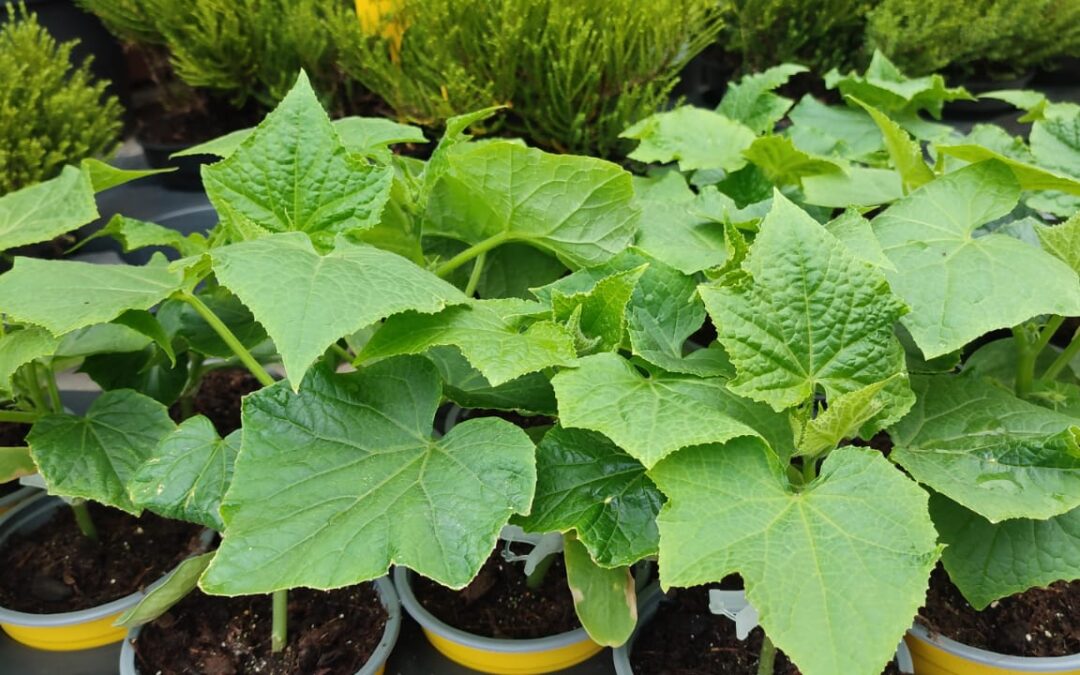 V prodeji první přísady!