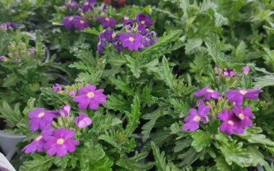 PRVNÍ BALKÓNOVÉ KVĚTINY V NABÍDCE