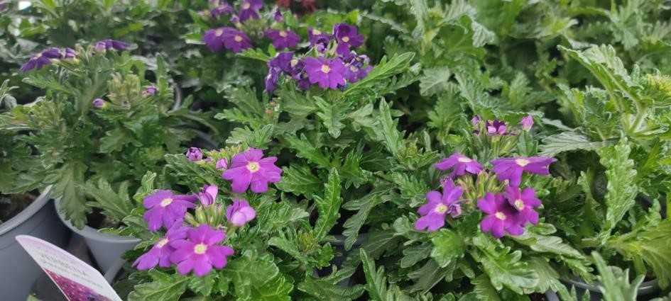 PRVNÍ BALKÓNOVÉ KVĚTINY V NABÍDCE