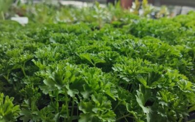 NEJVĚTŠÍ LETOŠNÍ NABÍDKA BYLINEK