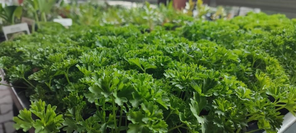 NEJVĚTŠÍ LETOŠNÍ NABÍDKA BYLINEK