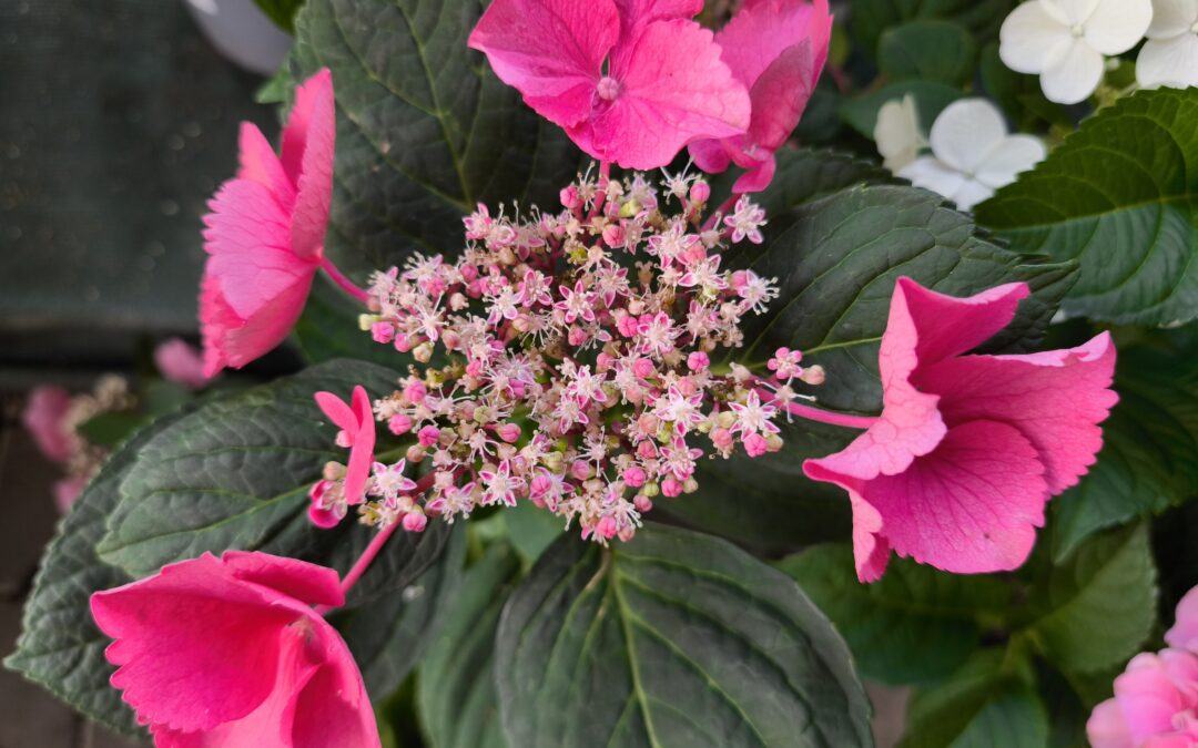 🌸 Poznáte, která hortenzie je latnatá a která velkolistá?🌸Umíte je stříhat? 🌸 A viděli jste již hortenzii dubolistou?