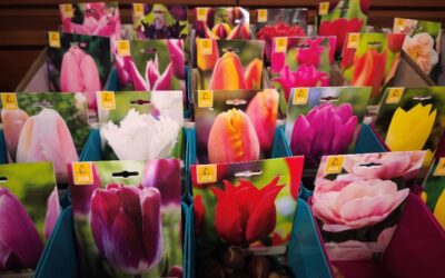 Co nezapomenout na podzim zasadit? Přece CIBULOVINY 🌷.